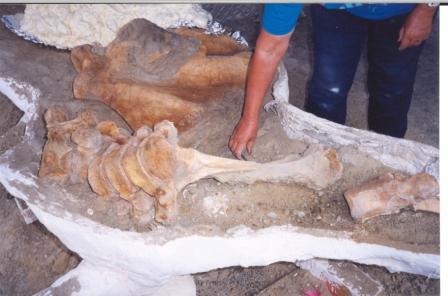 Cleaning Mastodont Bones